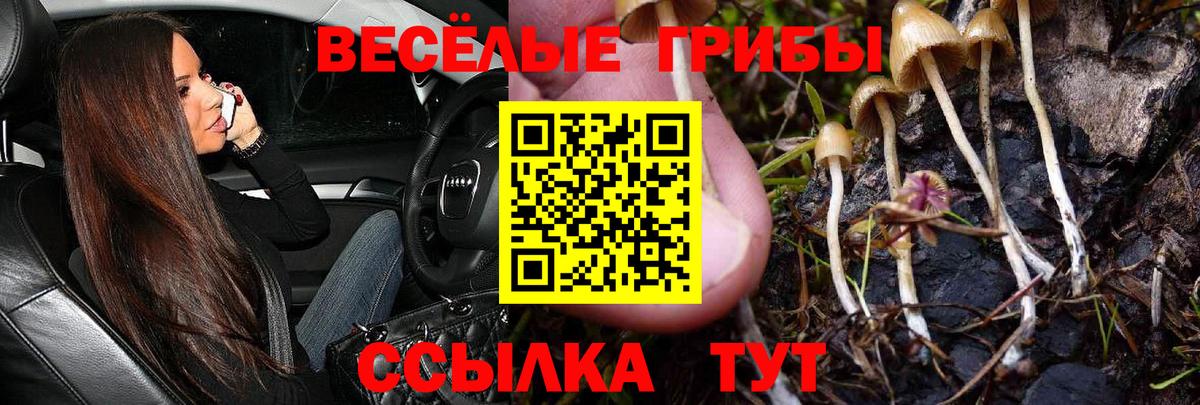 Галлюциногенные грибы Psilocybine cubensis Миллерово